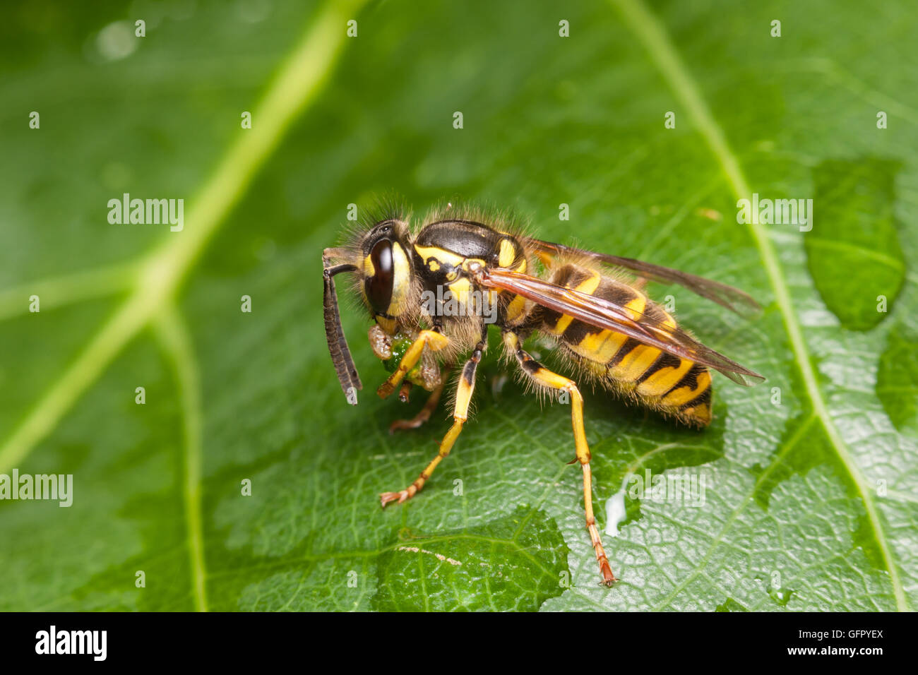 A female Downy Yellowjacket (Vespula flavopilosa) eats her caught prey while perching on a leaf. Stock Photo