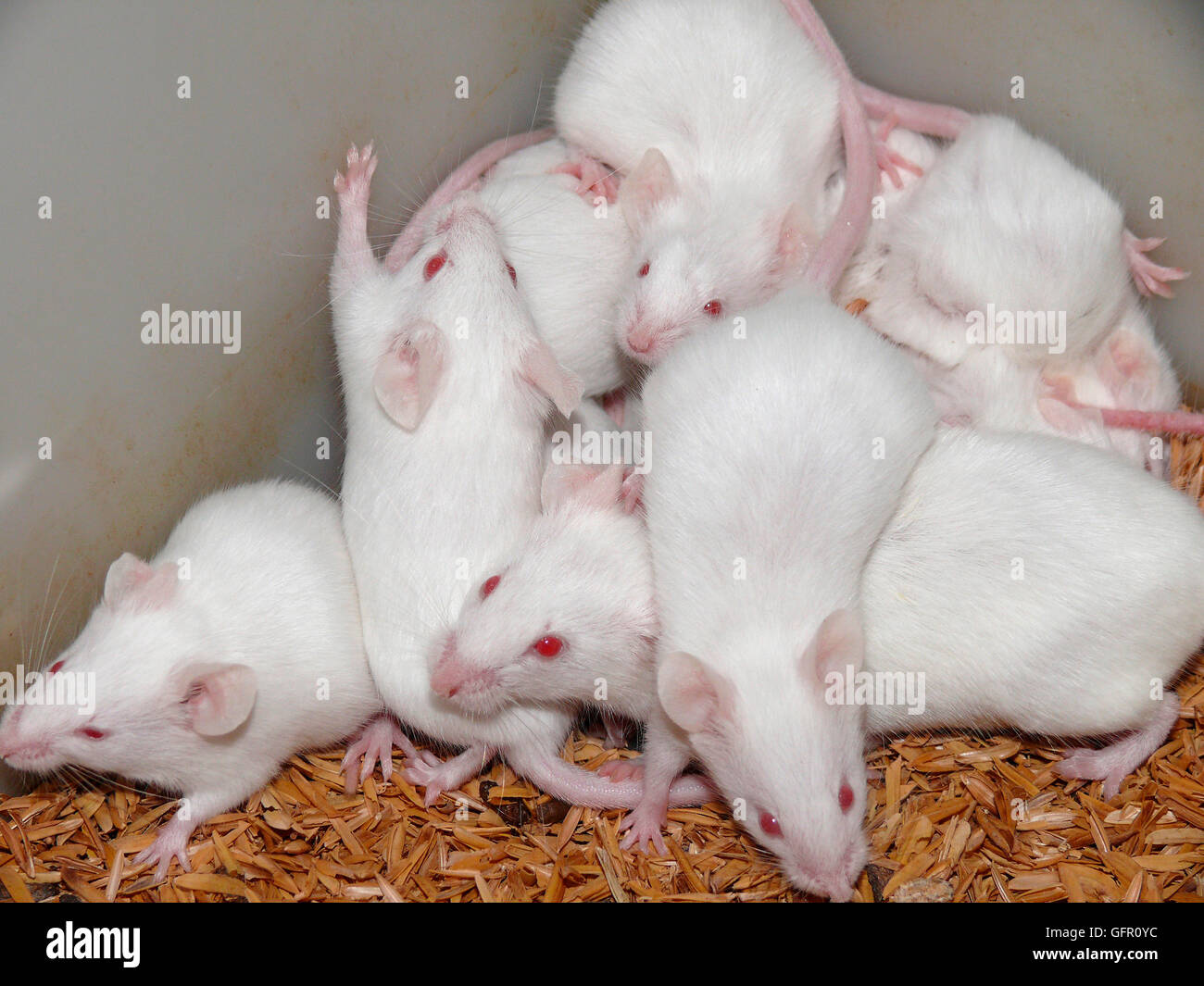 White laboratory mice Stock Photo Alamy
