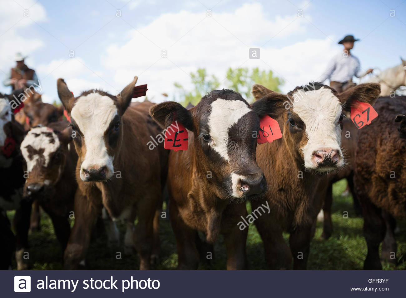 Portrait tagged cows in a row on cattle ranch Stock Photo Alamy