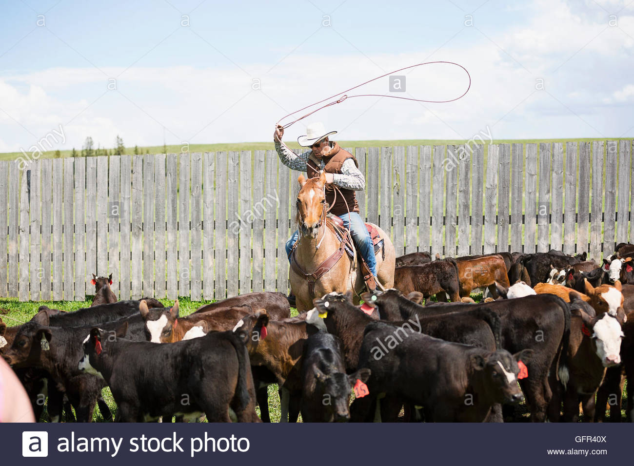 Cattle rancher on horseback lassoing cows Stock Photo