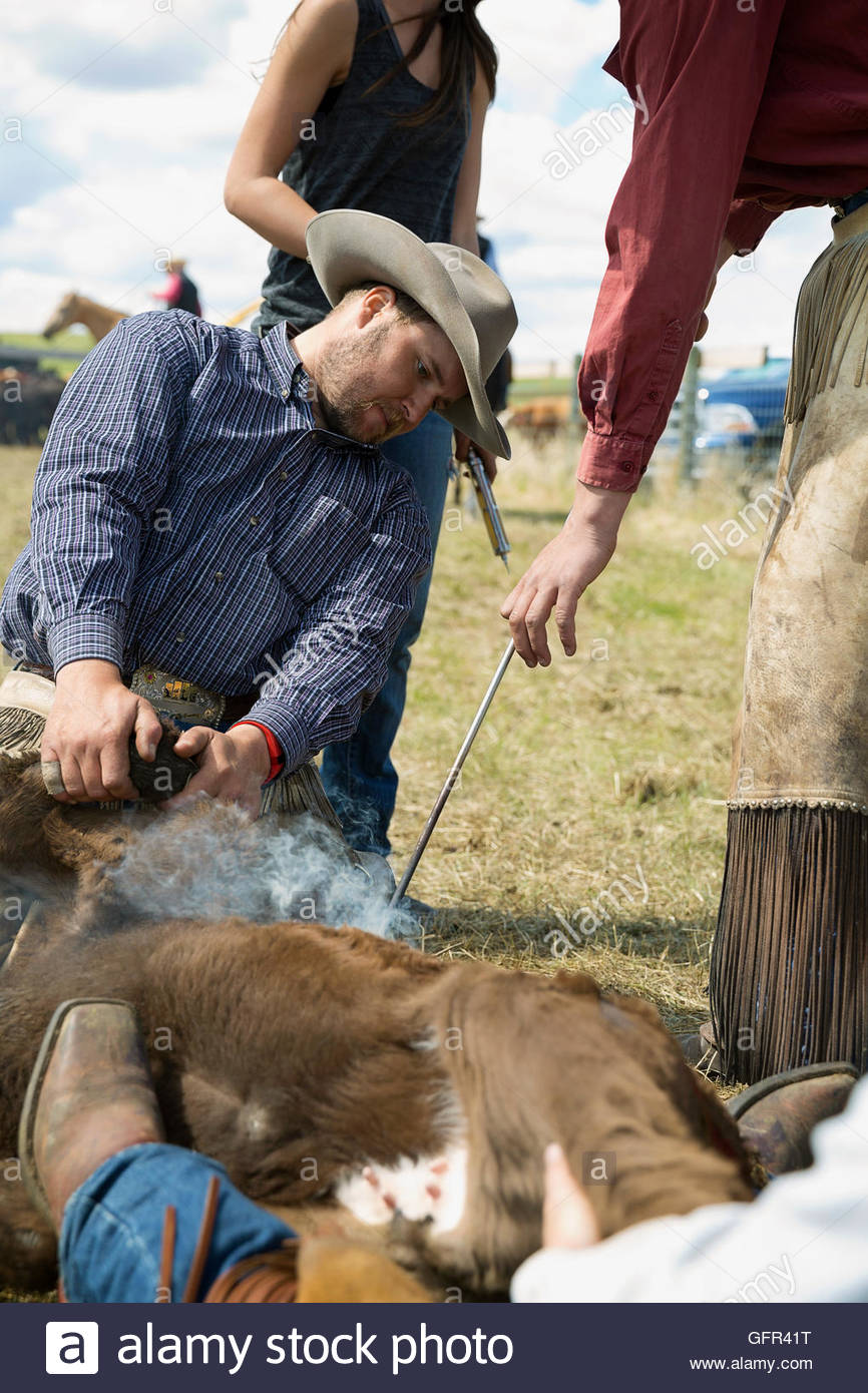 Cattle ranchers branding cow Stock Photo Alamy