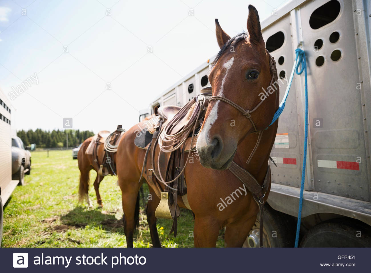 Portrait horse tied to trailer on ranch Stock Photo Alamy