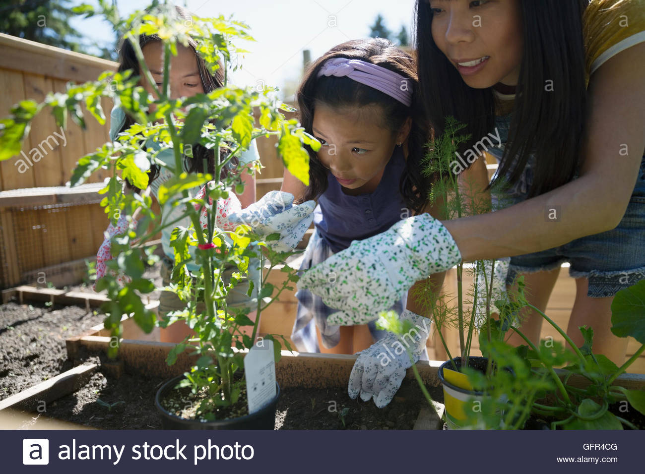 Mother and daughters examining tomato plant in garden Stock Photo