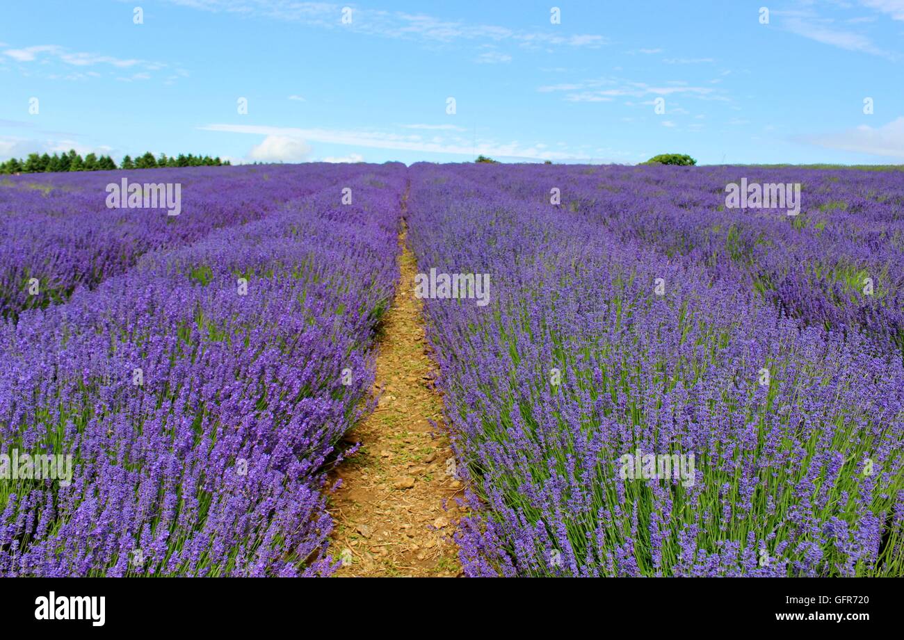 Cotswold's lavender fields smell and look beautiful. Stock Photo