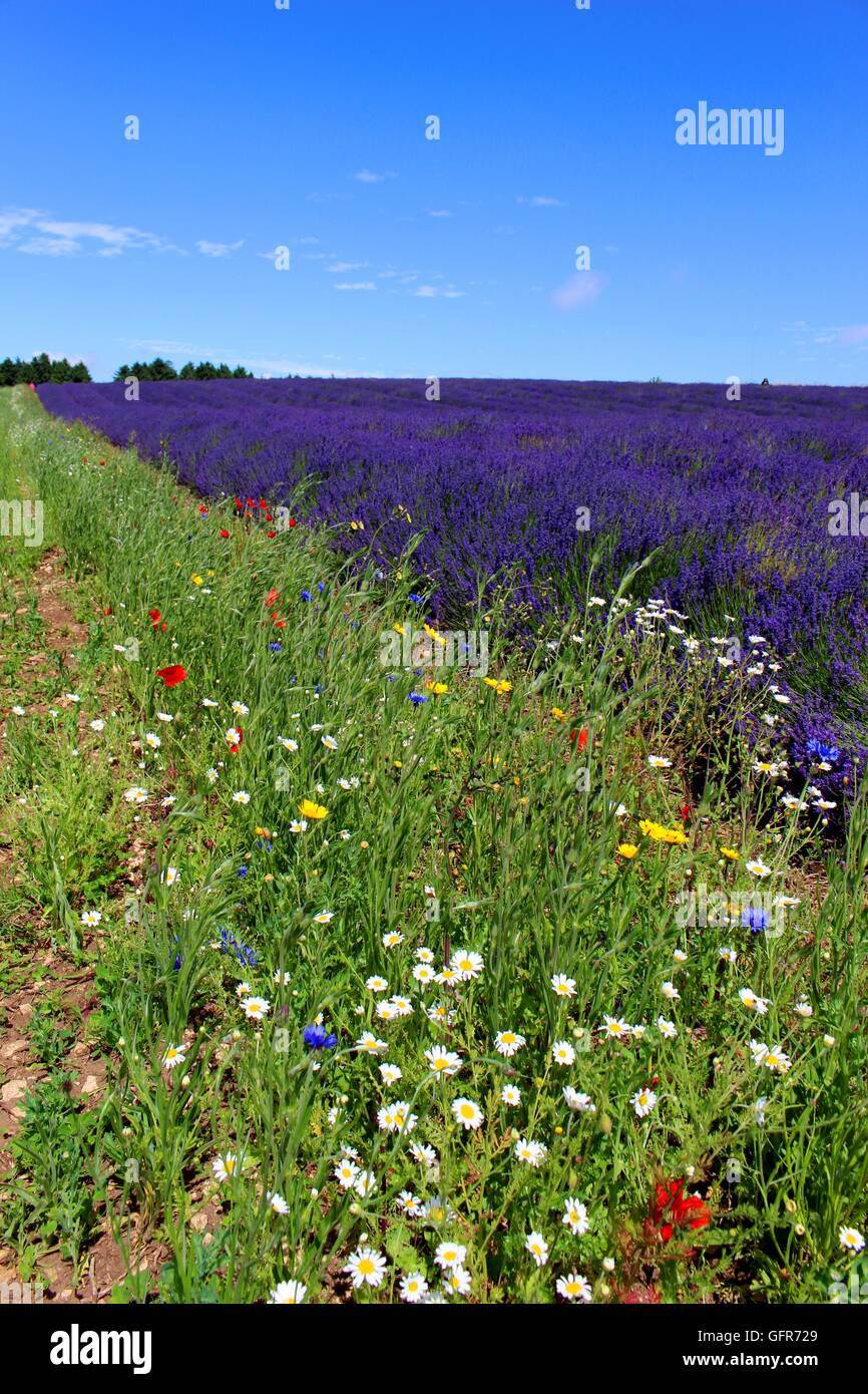Wild flowers growing adjacent to rows of farmed lavender in England's beautiful Cotswolds. Stock Photo