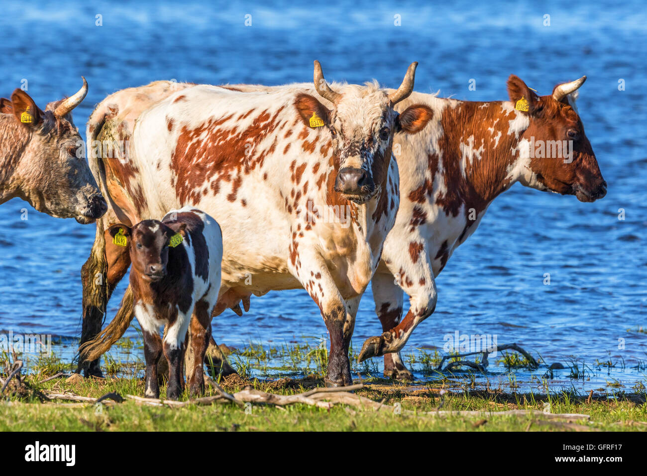 Cows with calves on the beach by a lake Stock Photo