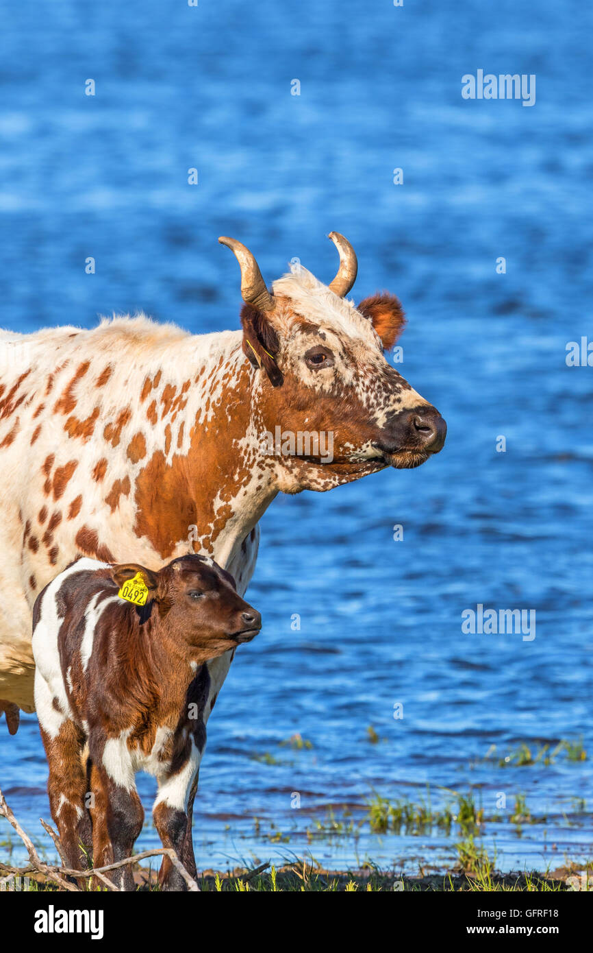 Cow with calve on the beach by a lake Stock Photo