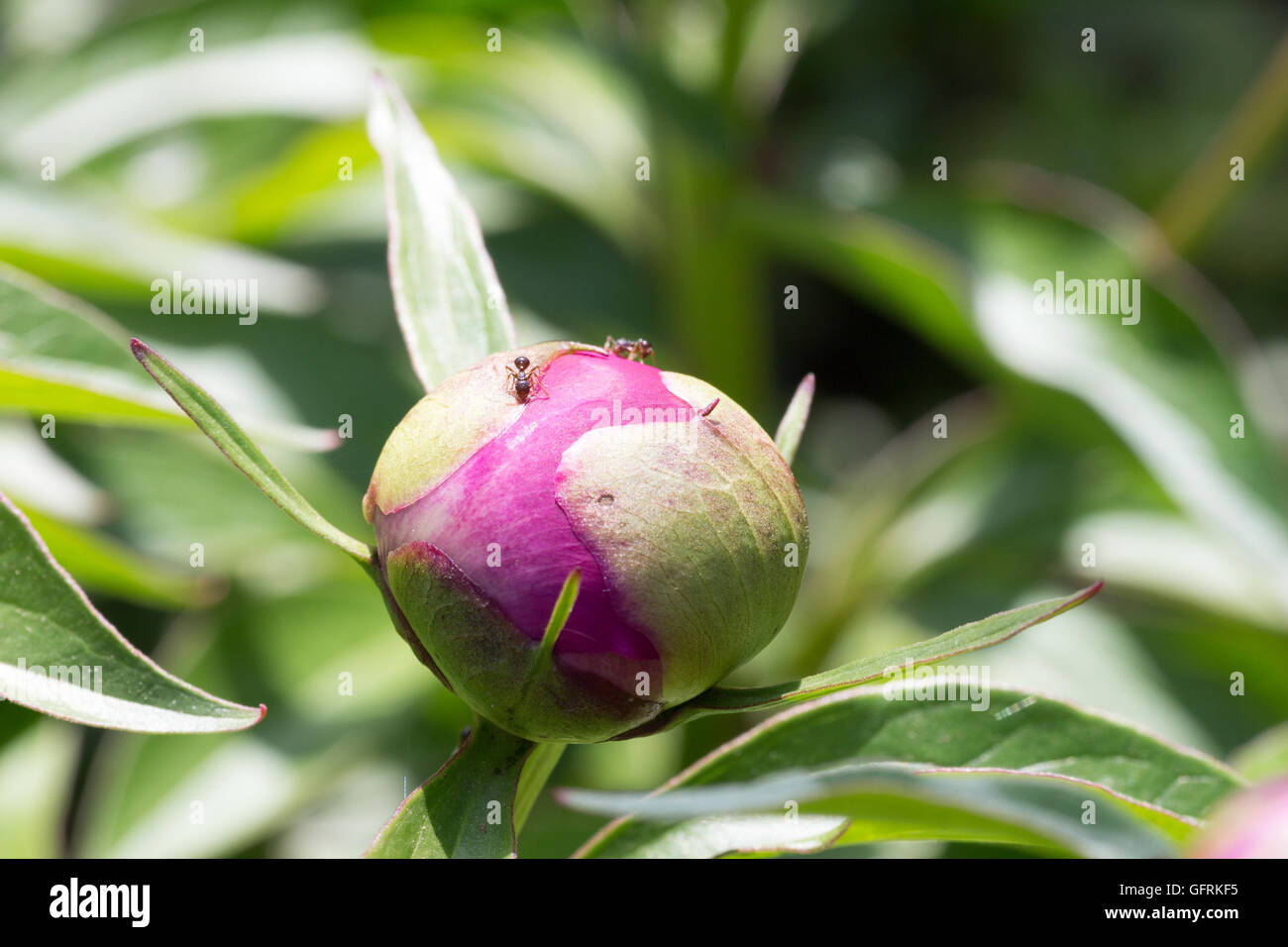 The ants climbing on the bud of paeonia lactiflora Stock Photo