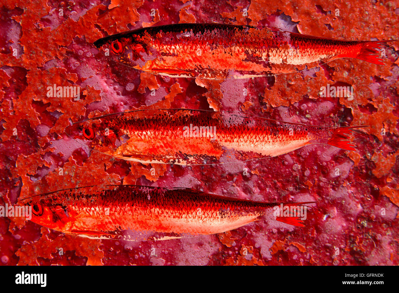Red Herrings Stock Photo Alamy