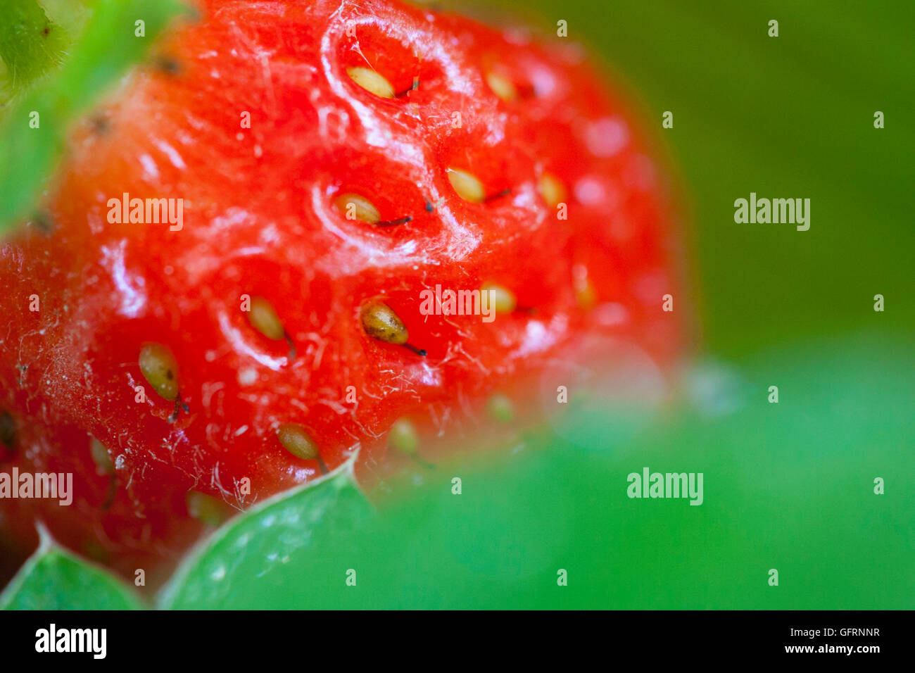 Garden Strawberry Fragaria Ananassa Stock Photo