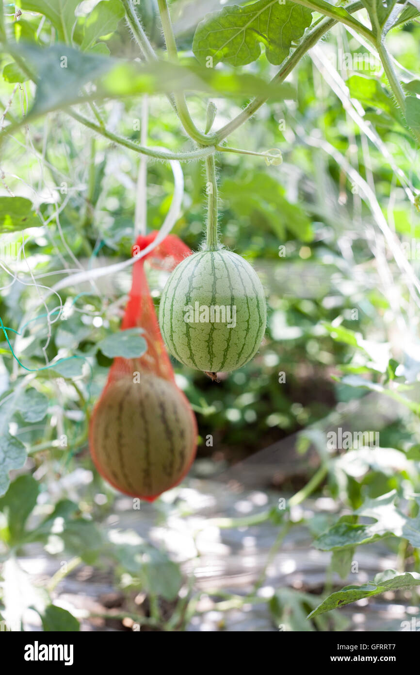 Hanging watermelon hi-res stock photography and images - Alamy
