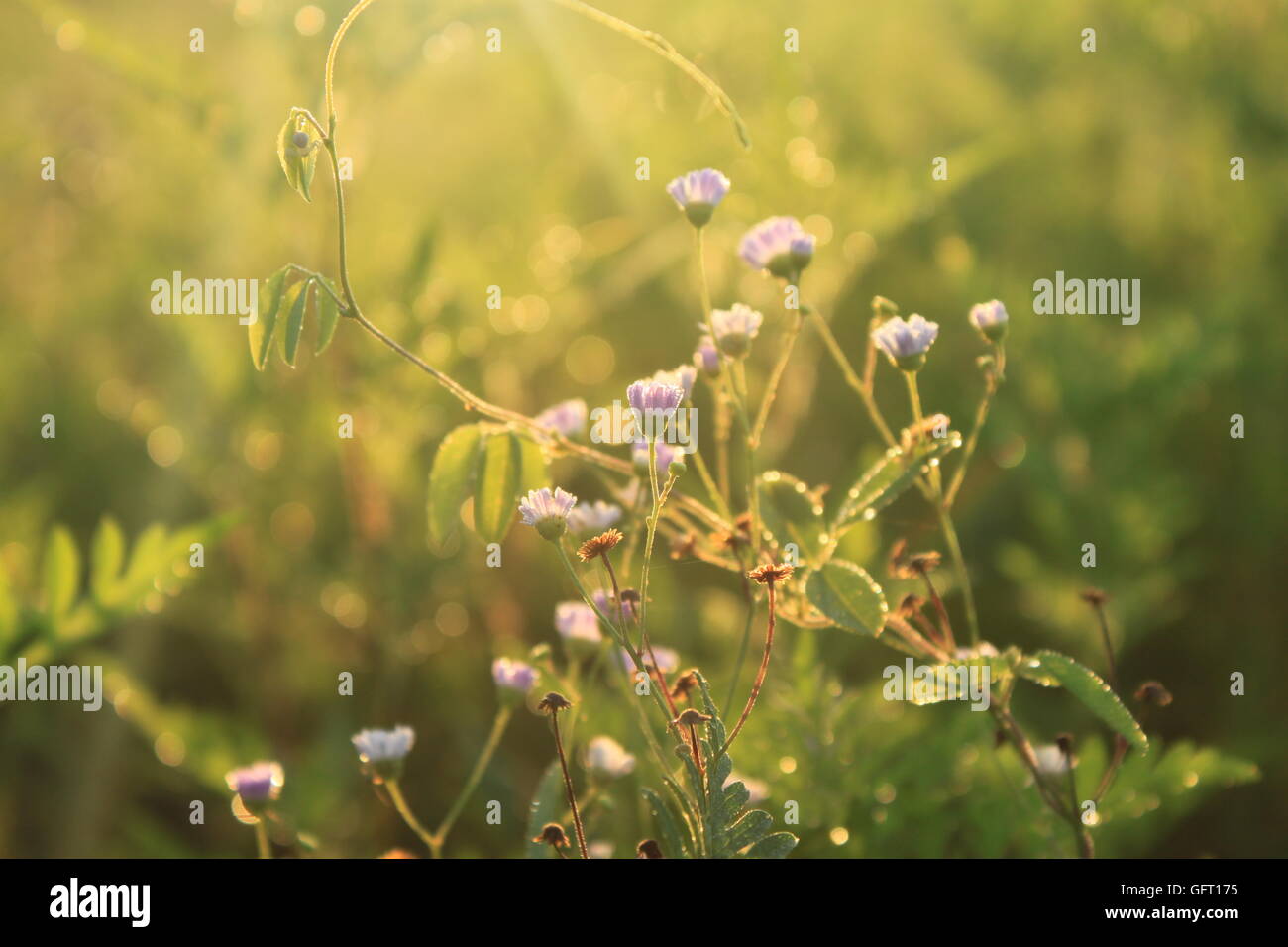 Dew on wild daisy flowers at sunrise Stock Photo
