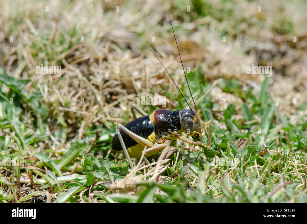 Endemic to Sierra Nevada, Saddle Bush-cricket,  Baetica ustulata, grasshopper, Granada, Spain. Stock Photo