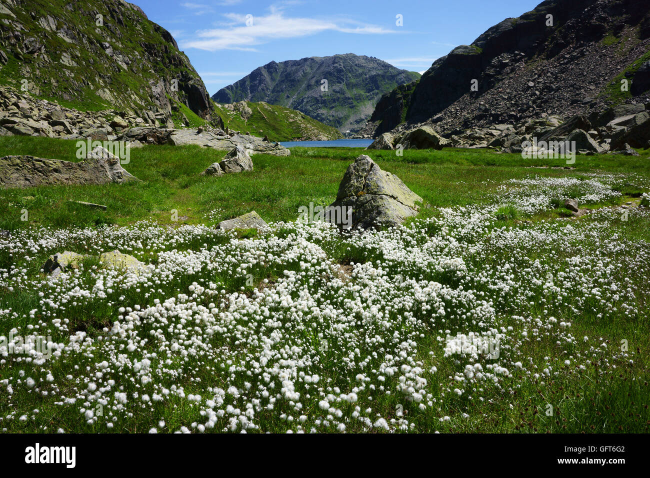 Cotton flowers and Toma lake, Leigh da Tuma, source or origin of Rhine river, Grisons, Switzerland Stock Photo