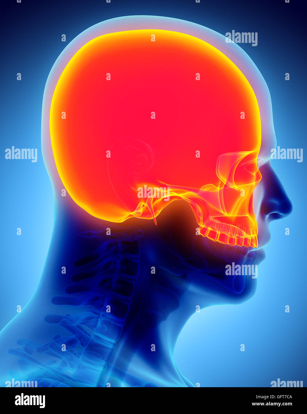 Part of Human Skeleton Stock Photo Biology Diagrams