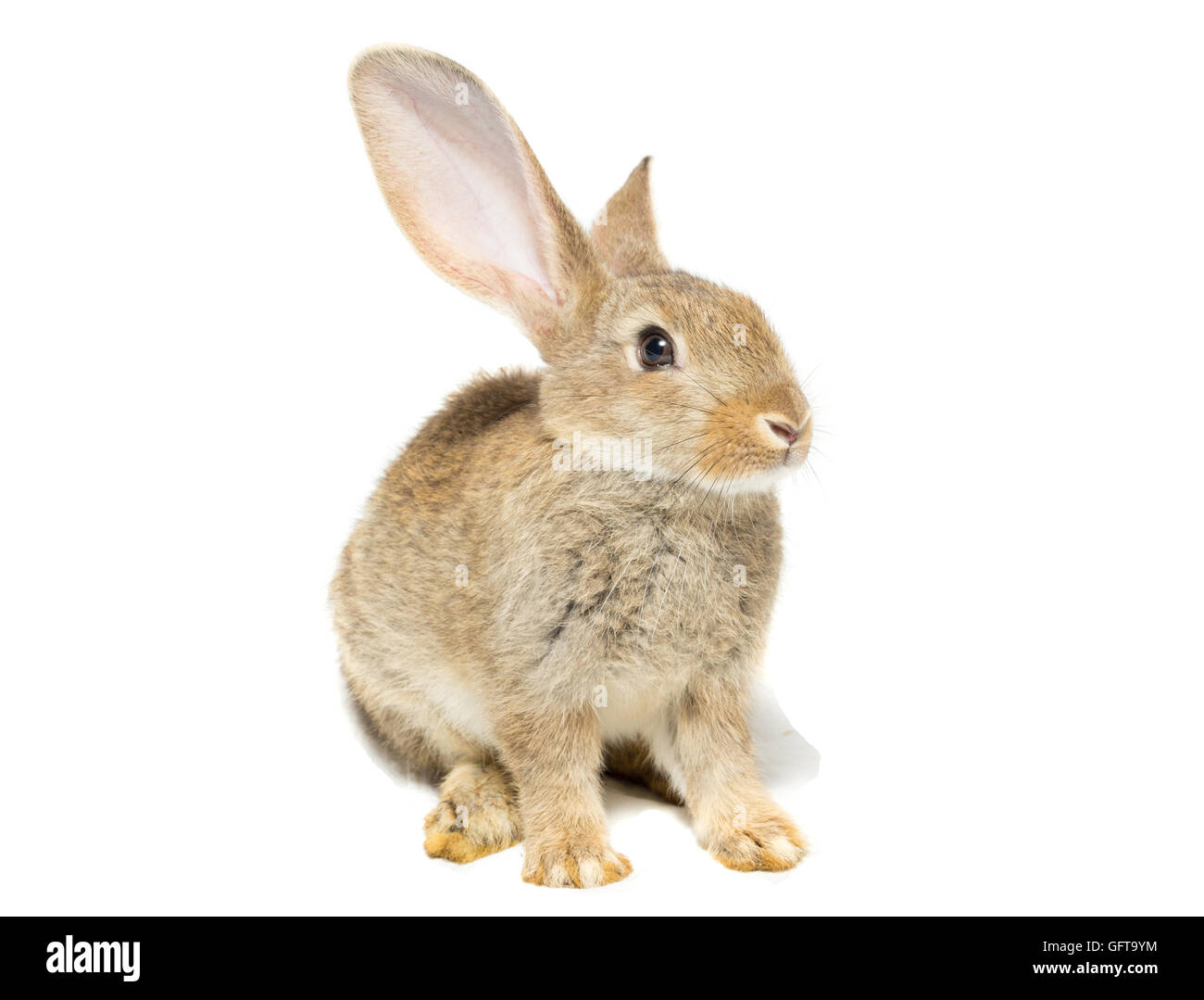 Rare Rabbit White Background The photo depicts a rabbit on a white background Stock Photo - Alamy