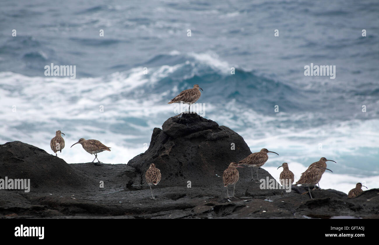 flock of slender-billed curlews waiting for favorable feeding conditions by water edge Stock Photo