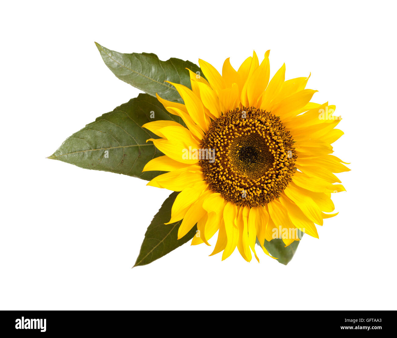 bright yellow sunflower isolated on white background Stock Photo - Alamy
