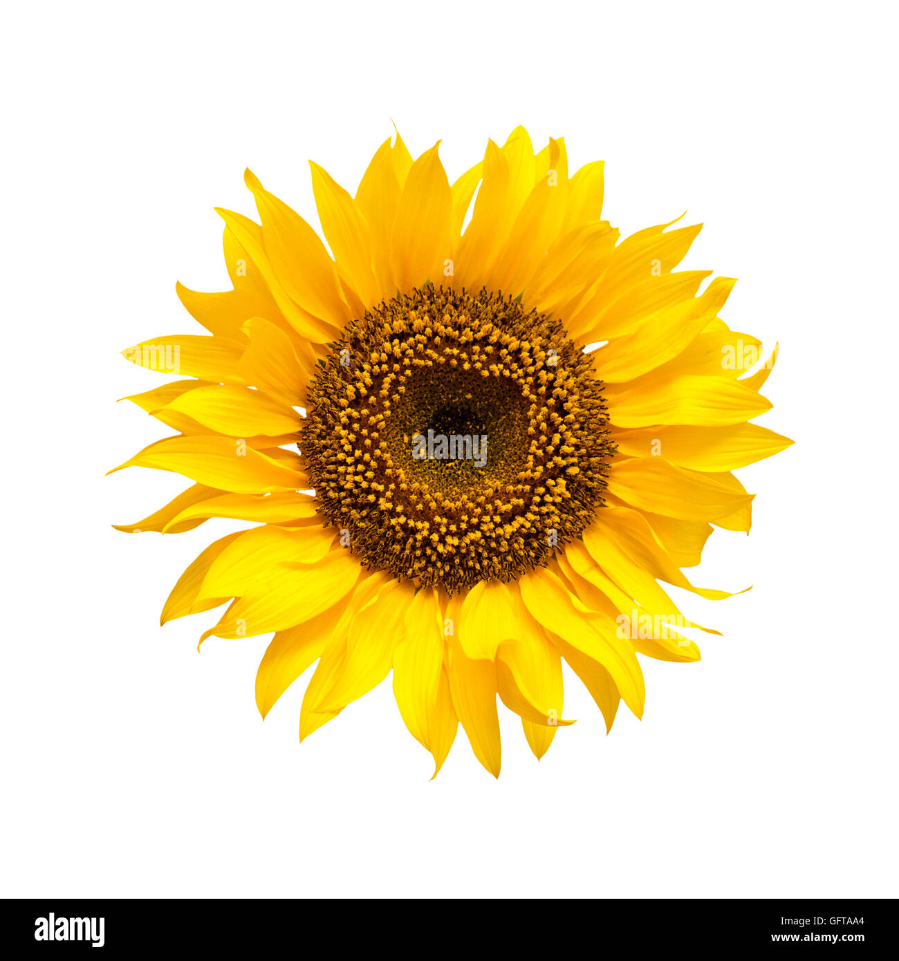 bright yellow sunflower isolated on white background Stock Photo - Alamy