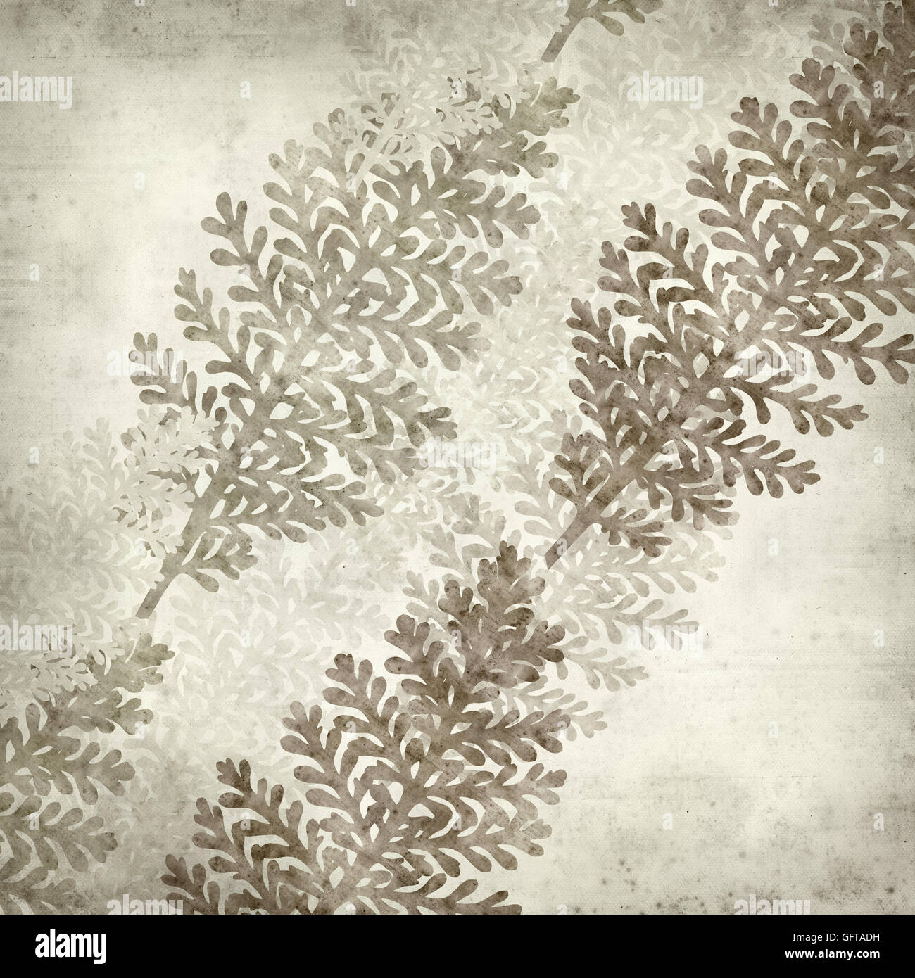 textured old paper background with leaves of silver lace plant Stock Photo