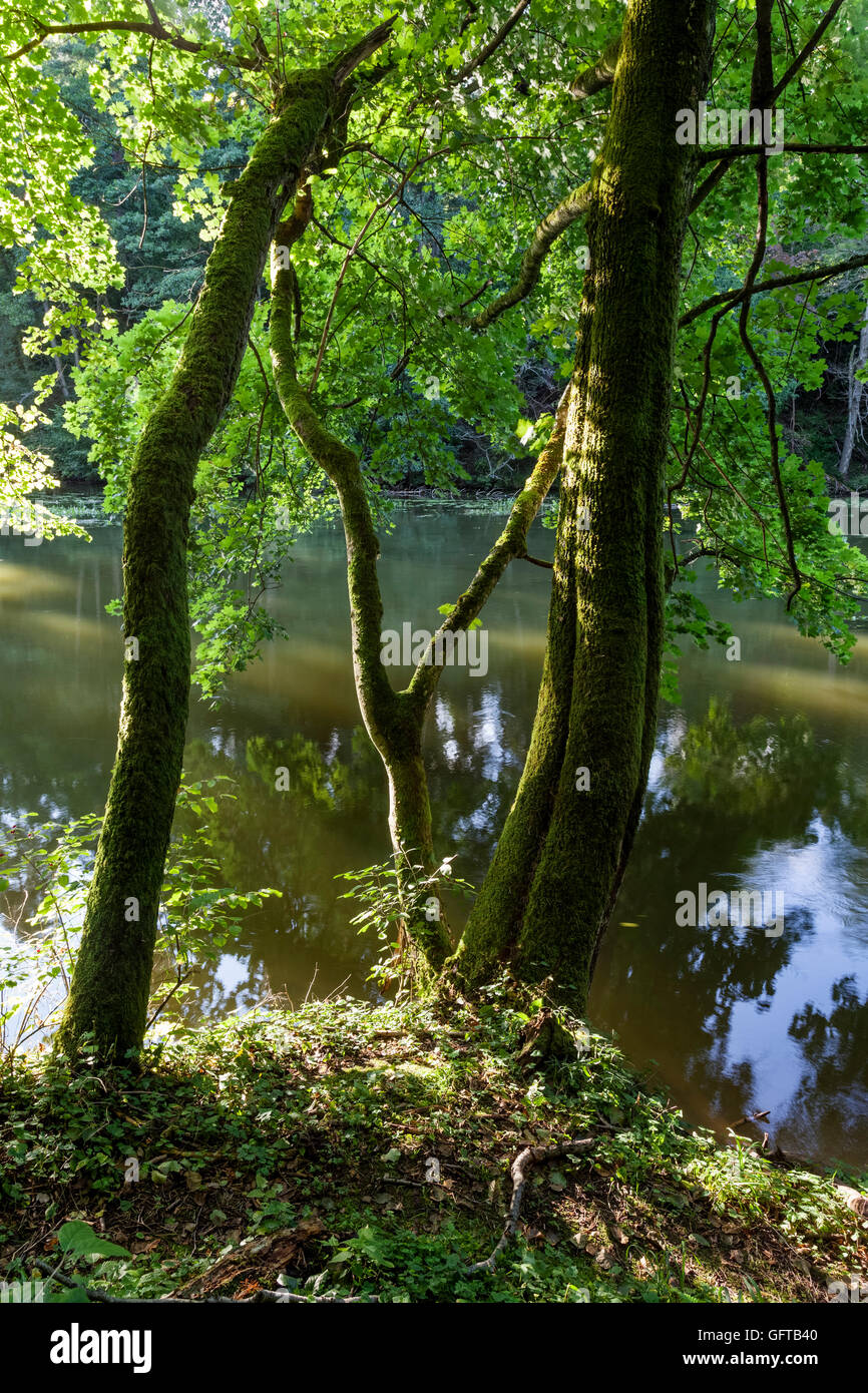 Tree clones on the river, Poland, Europe. Stock Photo