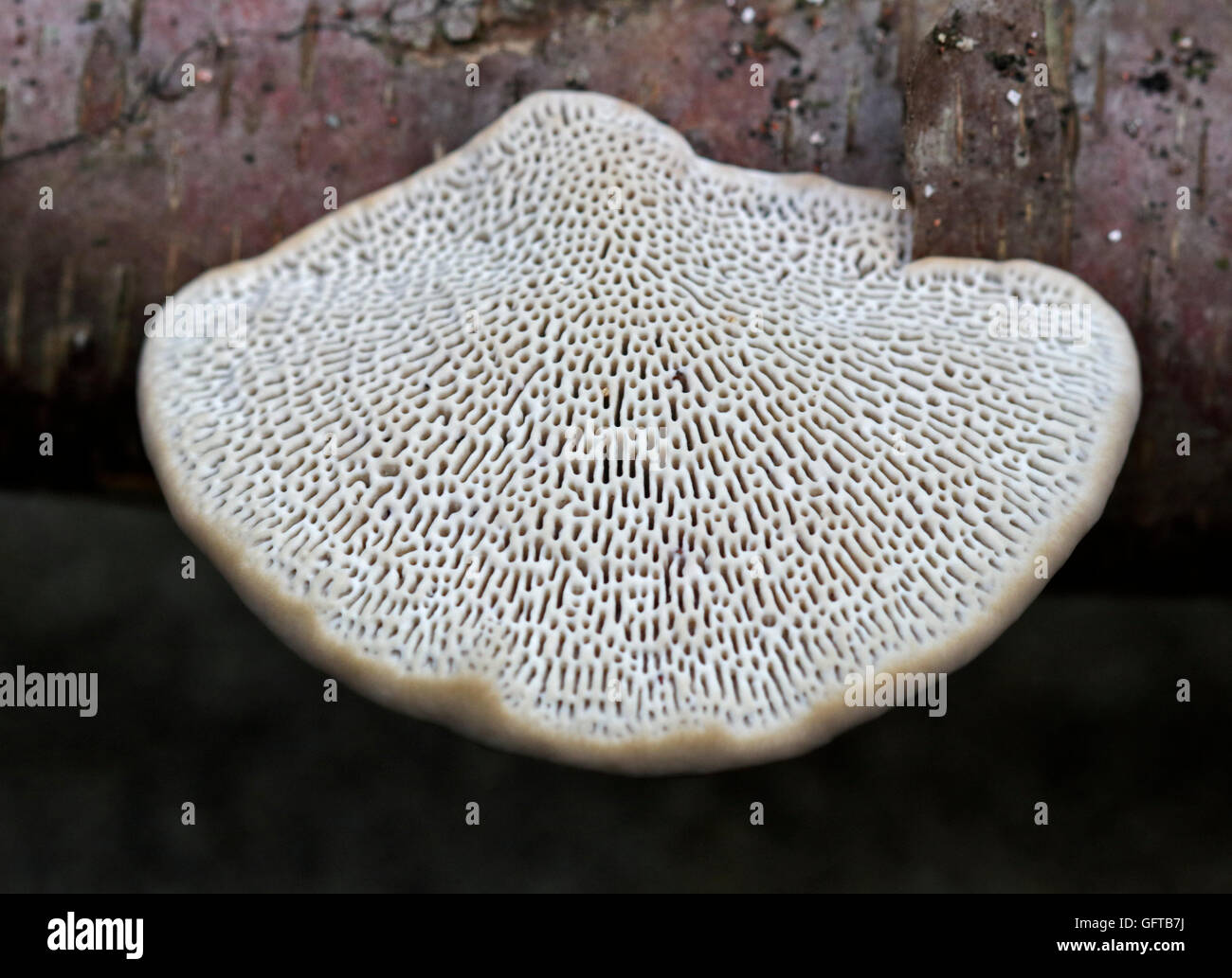 Fungus growing on Tree Branch, UK Stock Photo