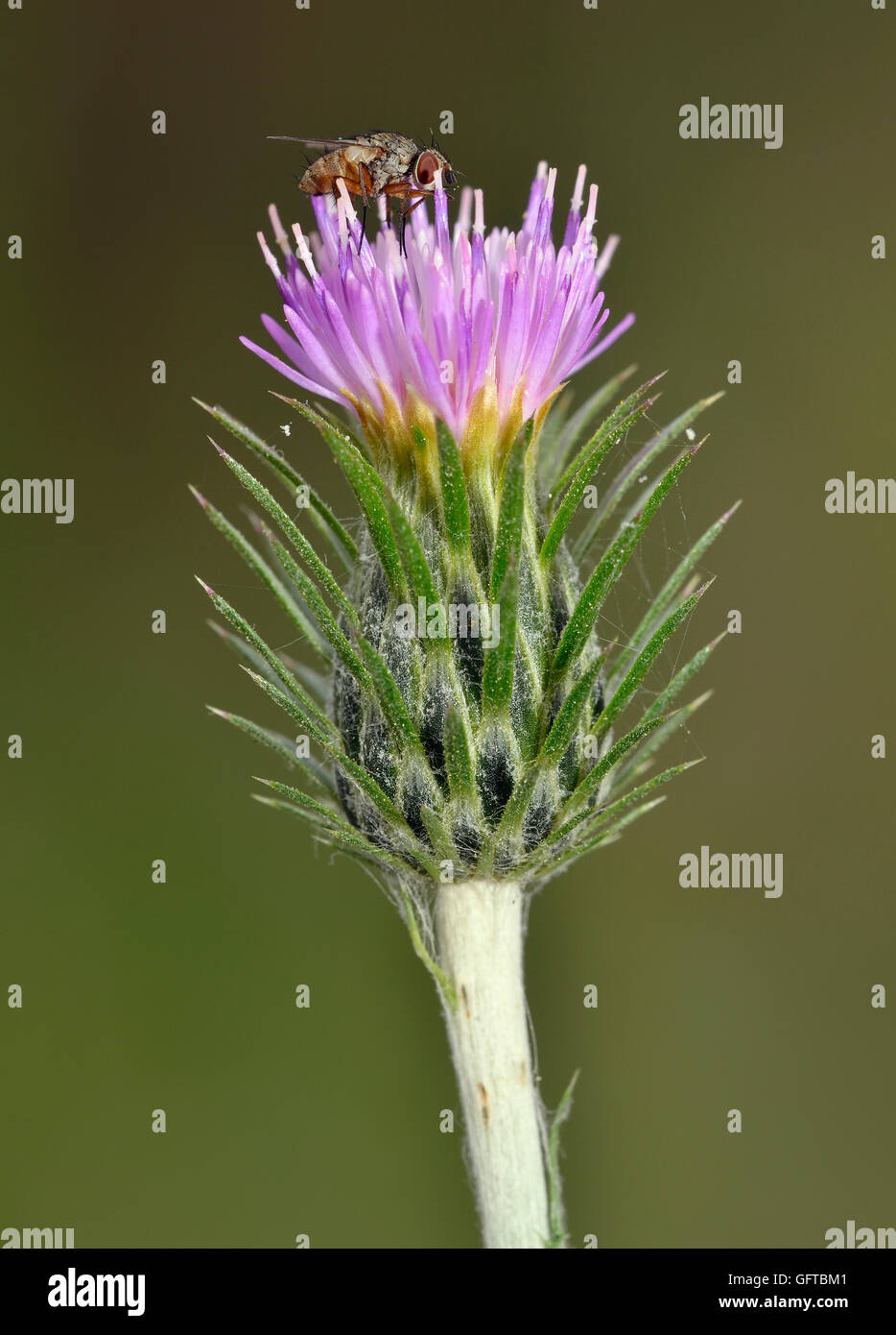 Carduus acicularis  Closeup of Thistle flower with Fly Stock Photo