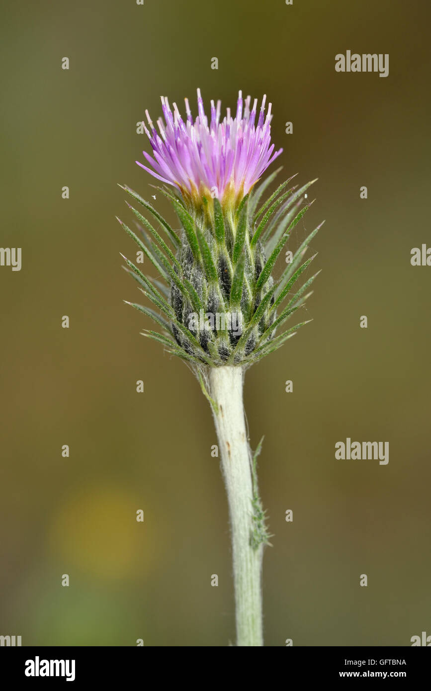 Carduus acicularis  Closeup of Thistle flower Stock Photo