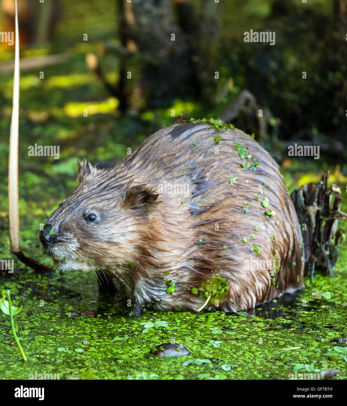 Closeup of a beaver in the swamp near his den Stock Photo Alamy