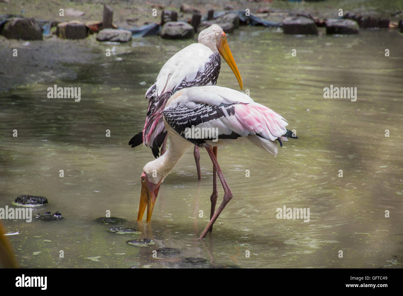 Painted Stork birds (Mycteria leucocephala) look for fish in a swamp at a bird sanctuary in India Stock Photo