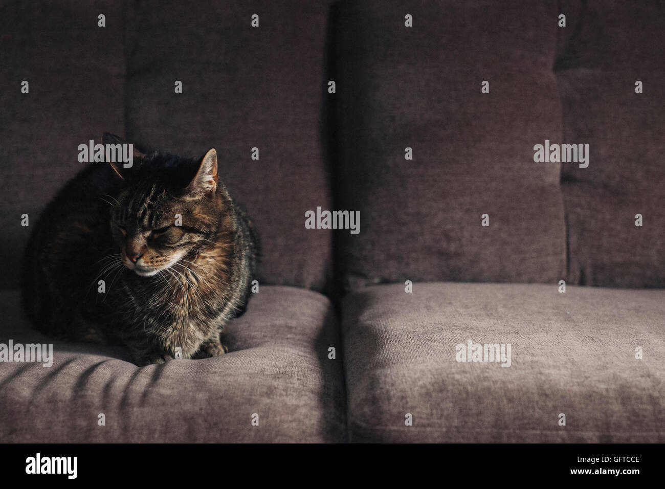 A cat sitting on a grey sofa Stock Photo - Alamy