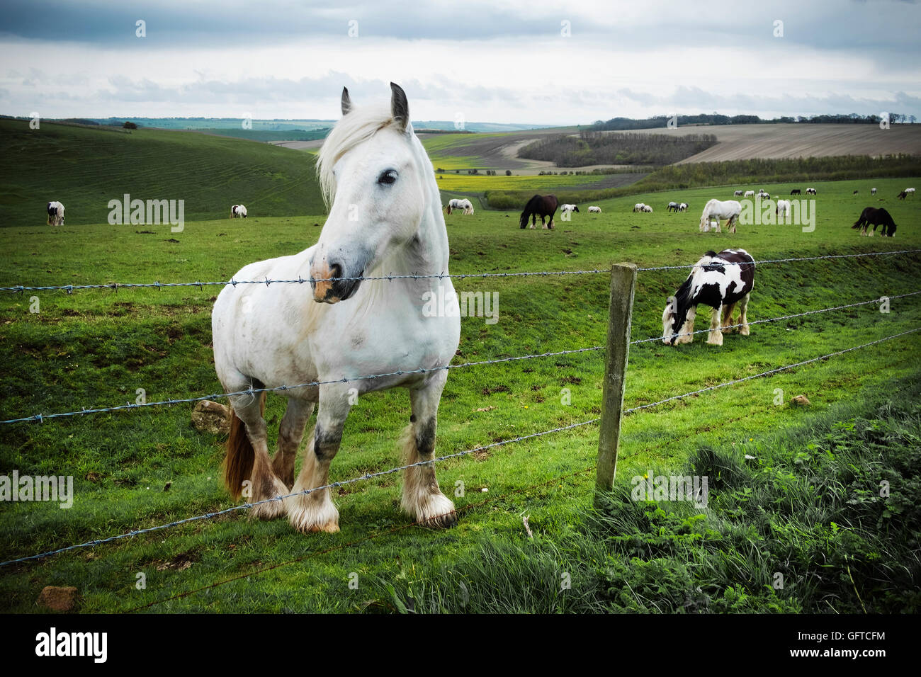 A group of horses grazing on the grass on the open chalk downlands Stock Photo