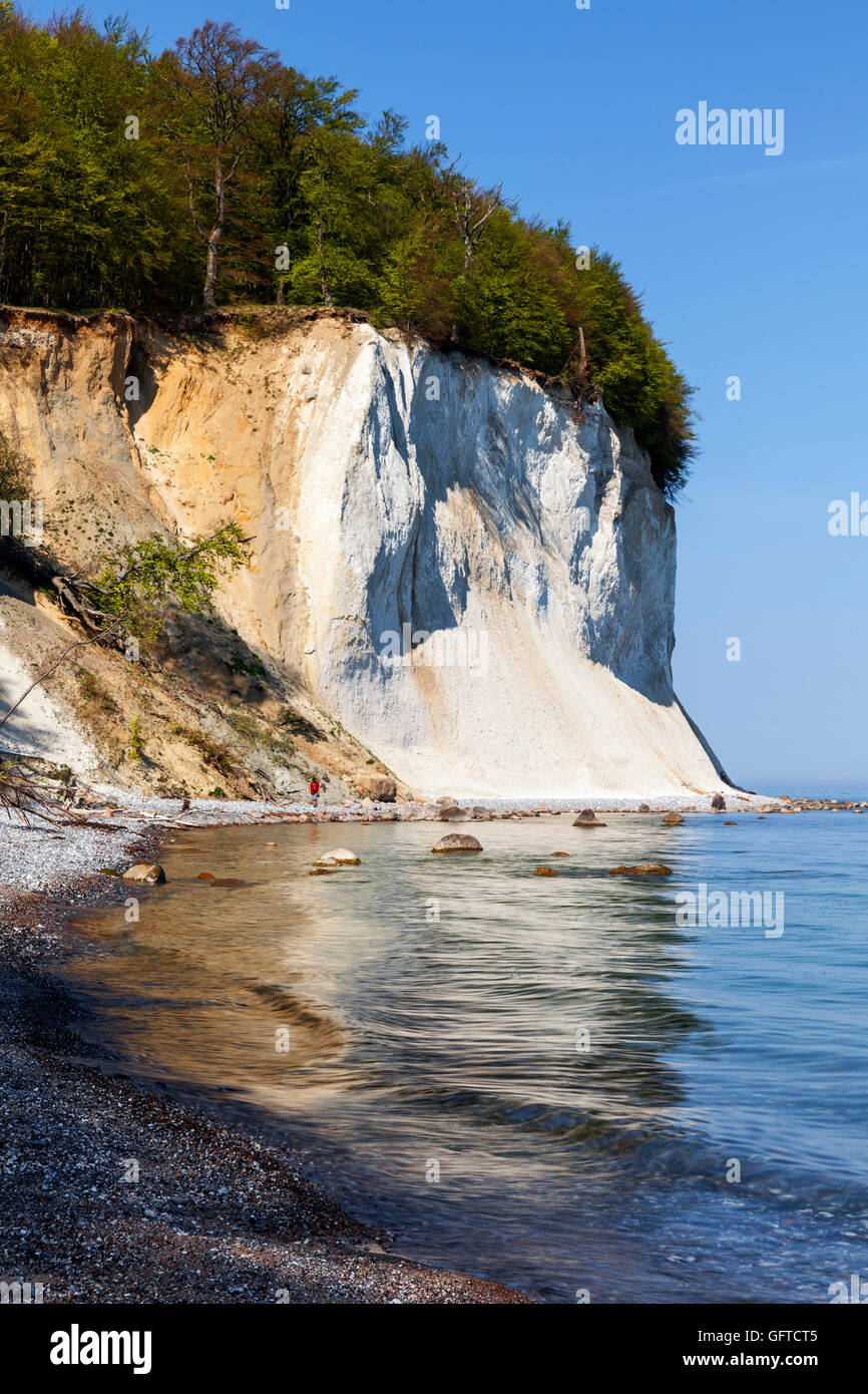 Chalk cliff Jasmund National Park, Rügen, Germany, Unesco World Heritage Stock Photo Alamy