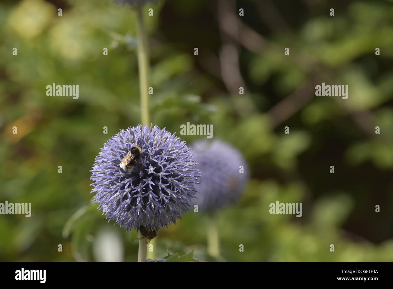Flowers need bees and bees need flowers Stock Photo Alamy