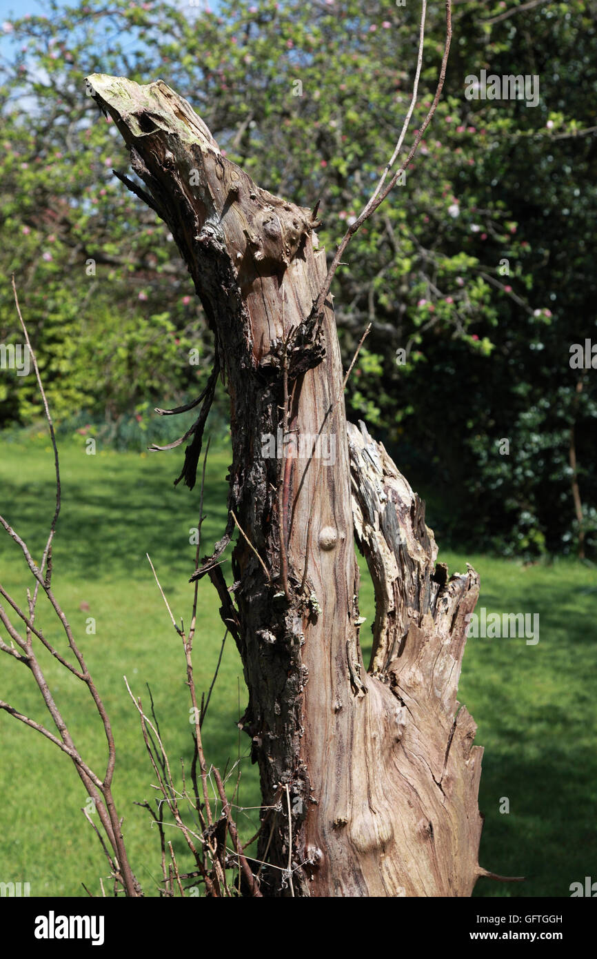 The broken trunk of old apple tree in a garden once an orchard left standing to attract insects and birds Stock Photo