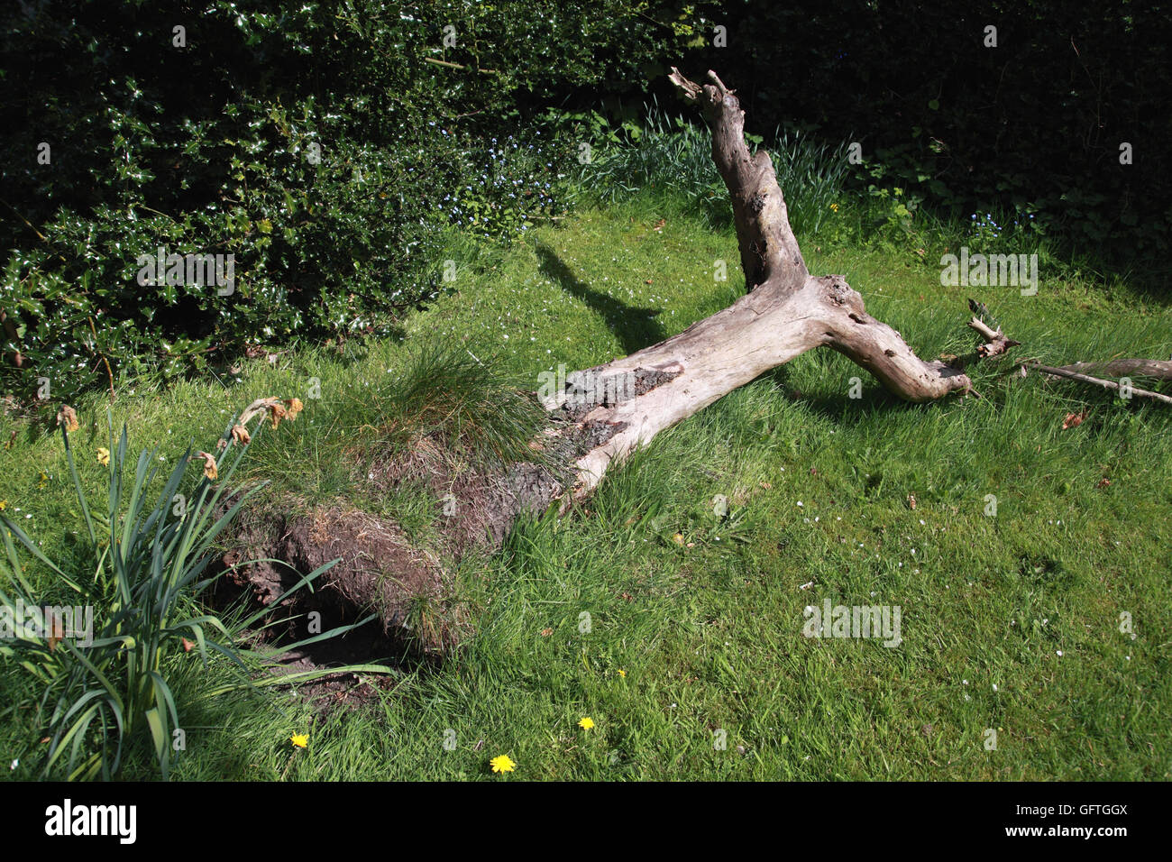 The trunk of old apple tree which has fallen over in a garden once an orchard left to attract insects and birds Stock Photo