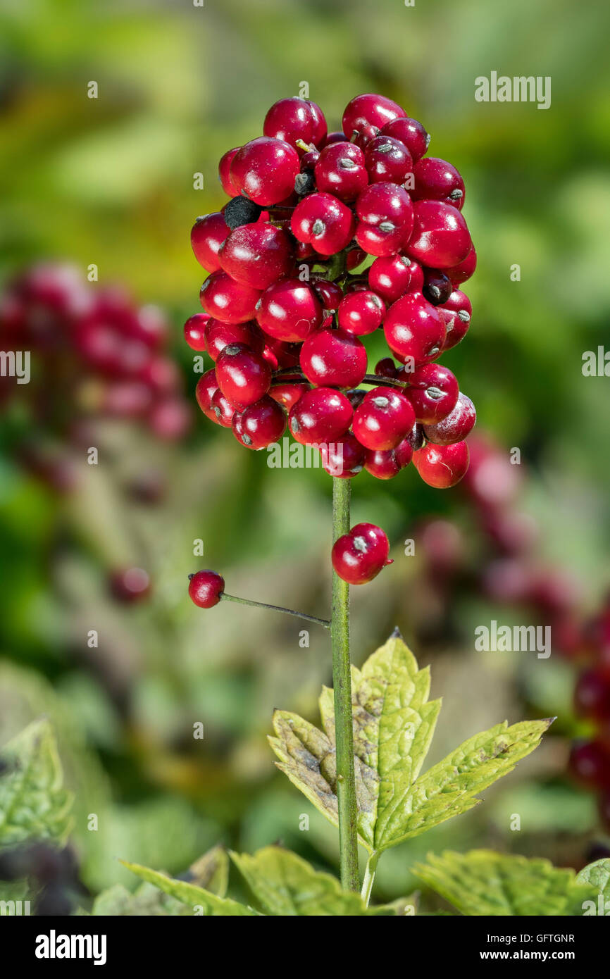 Eurasian Baneberry / Herb Christopher (Actaea spicata) close up of poisonous berries Stock Photo