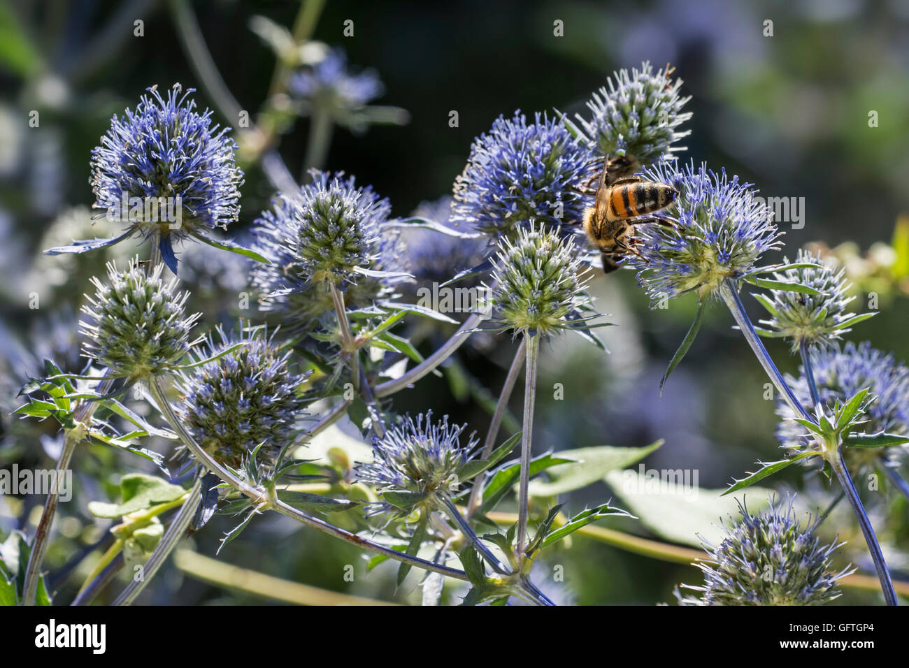 Bee pollinating blue eryngo / flat sea holly (Eryngium planum) in flower Stock Photo