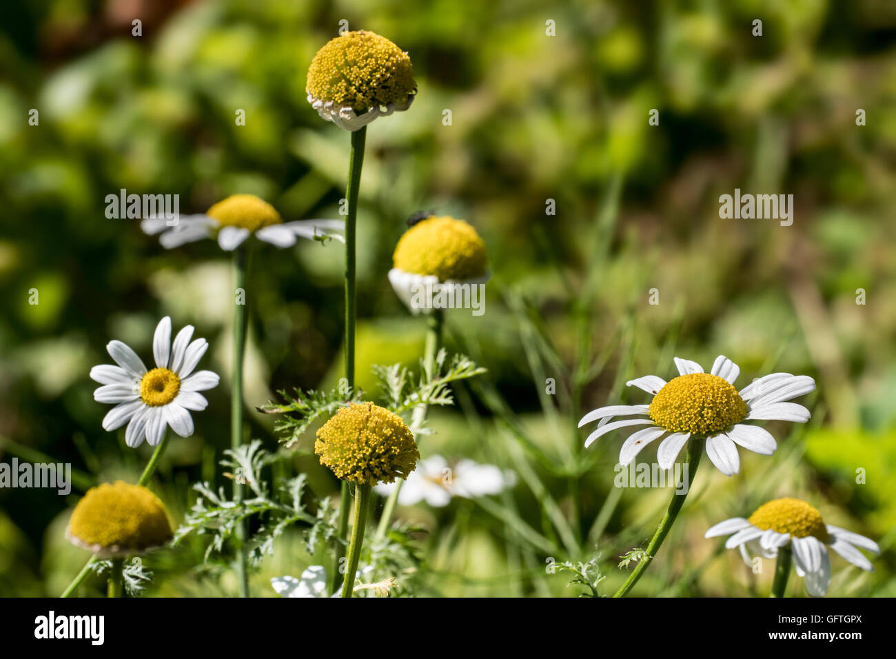 Pellitory / Spanish chamomile / Mount Atlas daisy (Anacyclus pyrethrum / Anacyclus officinarum) in flower Stock Photo