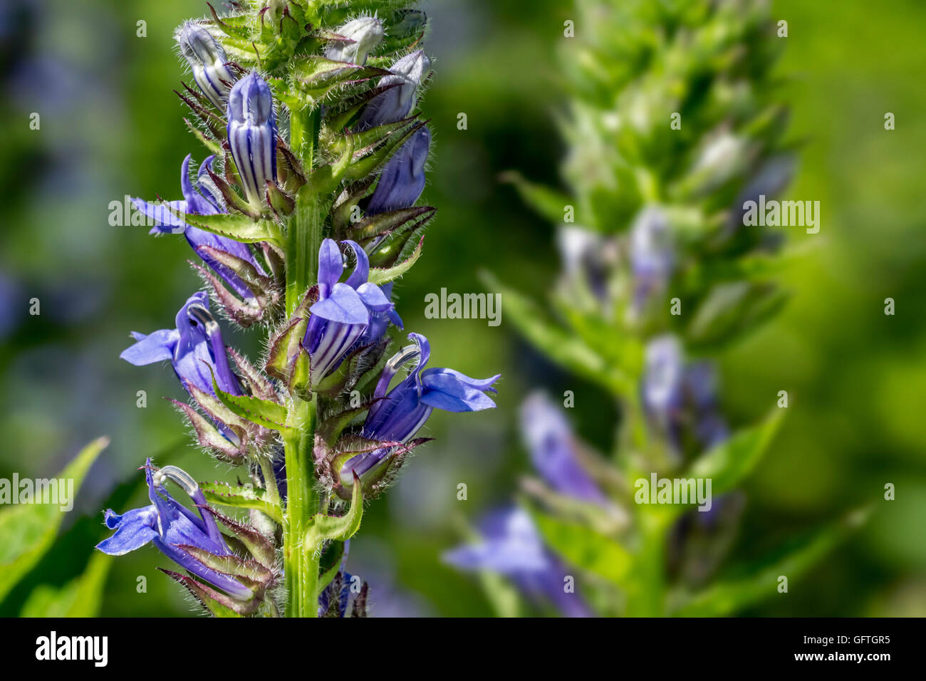 Great blue lobelia / great lobelia (Lobelia siphilitica) in flower, native to eastern and central Canada and United States Stock Photo