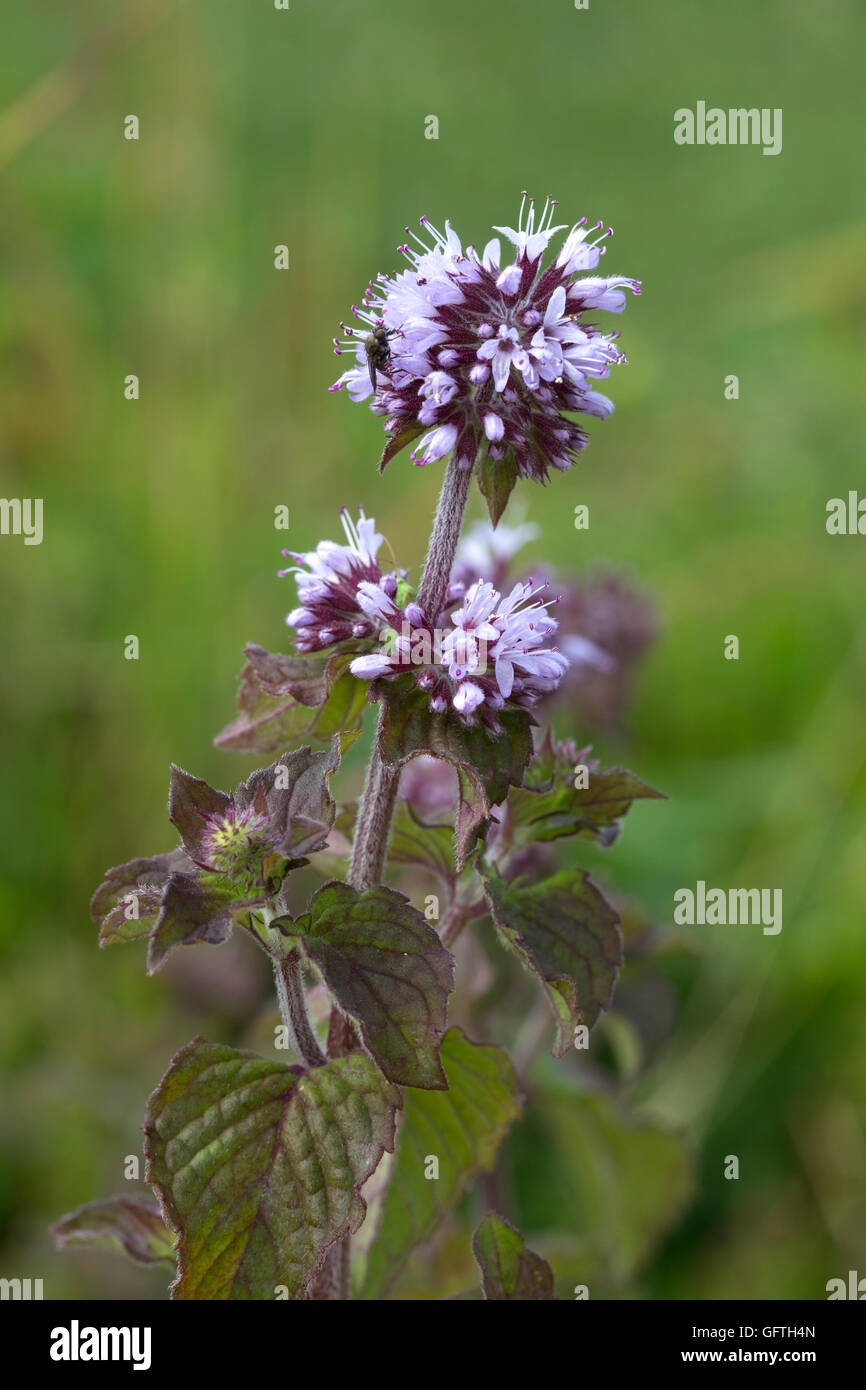 Flower of Water mint Mentha aquatica at edge of pond Cotswolds UK Stock Photo