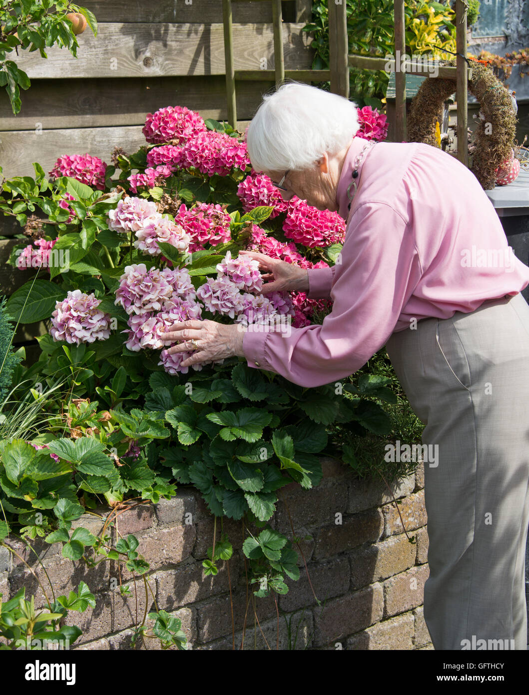 Old Woman 91 Years Old Working In Her Garden With The Hortensia Flowers And Green Plants Stock