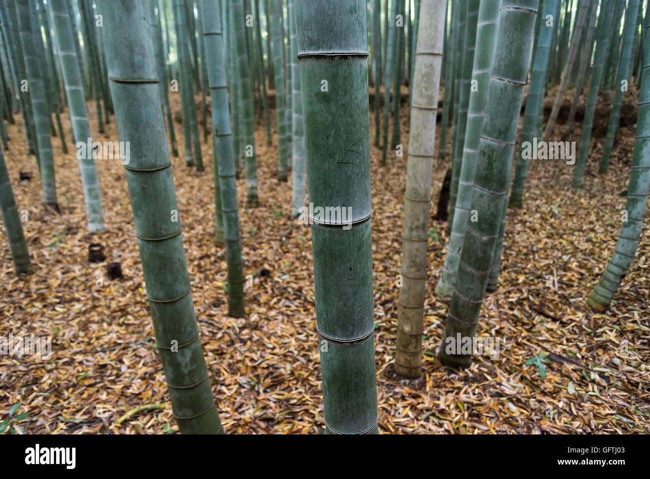 Arashiyama Bamboo Grove, Kyoto, Japan Stock Photo Alamy