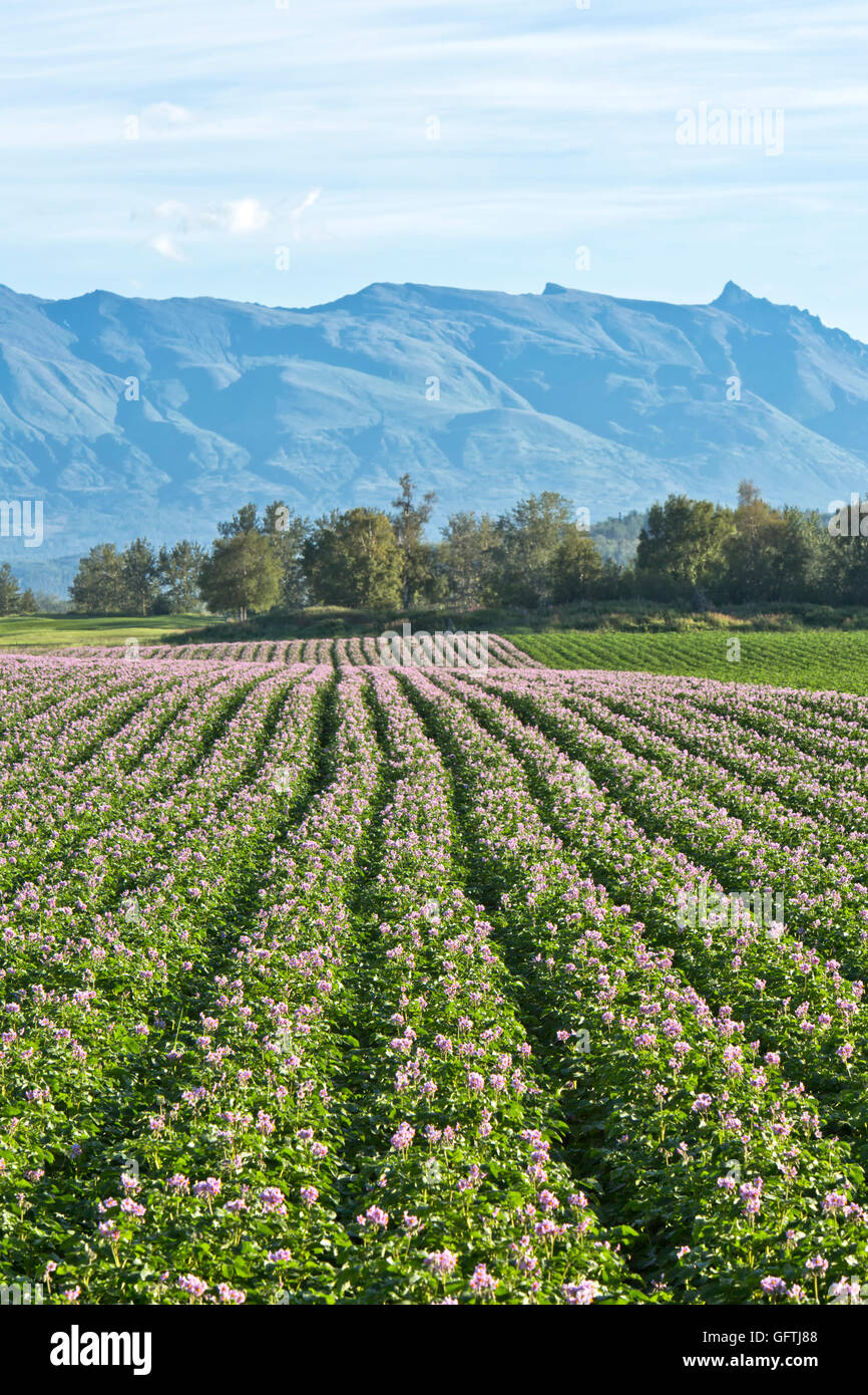 Red potato 'Chieftain' flowering field, converging rows. Stock Photo