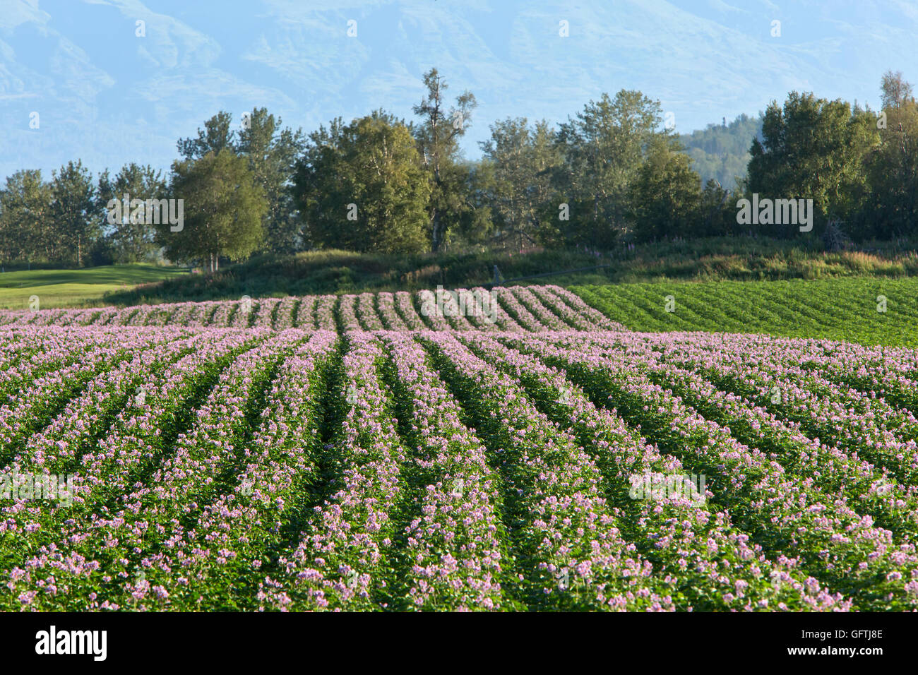 Red potato 'Chieftain' flowering field, converging rows. Stock Photo