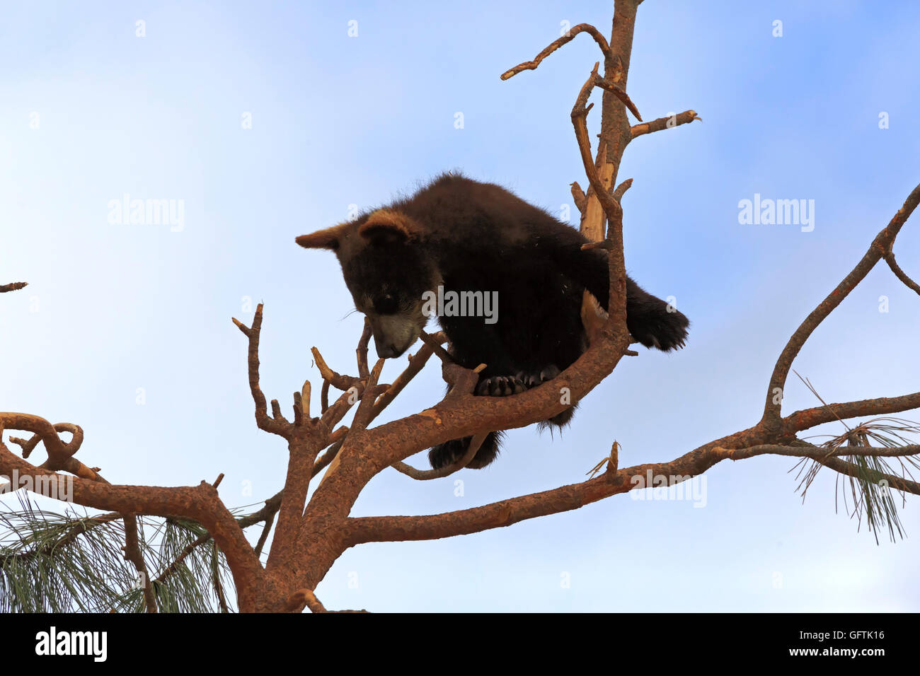 Black bear cub, Ursus americanus, climbing a tree Stock Photo