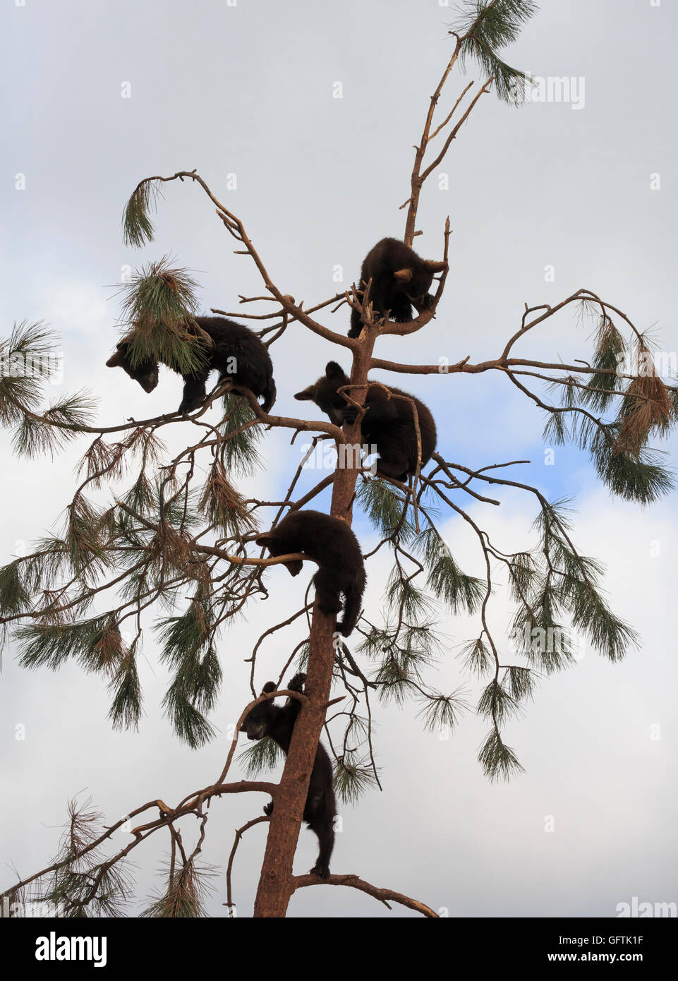 Black bear cubs, Ursus americanus, climbing a tree Stock Photo