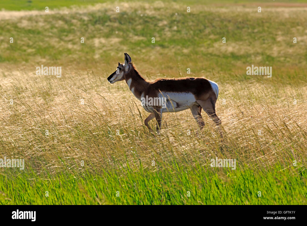 Pronghorn, Antilocapra americana, in Badlands National Park, South Dakota Stock Photo