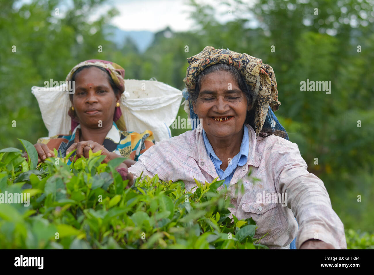 Tamil woman from Sri Lanka breaks tea leaves Stock Photo