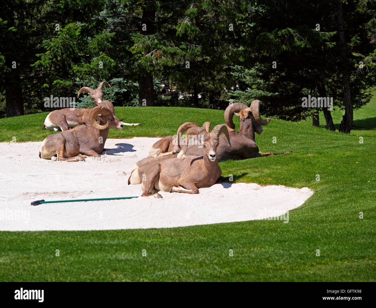 Rocky Mountain Bighorn sheep, Ovis canadensis. A bachelor group of males rests in a sand trap on a golf course. Stock Photo